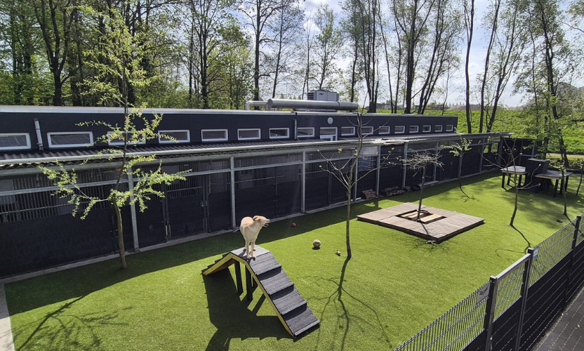 Kunstrasen Urinbeständig
